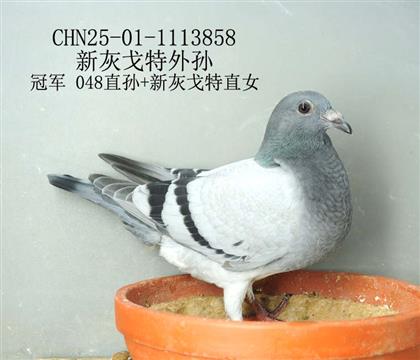 新灰戈特外孫-14