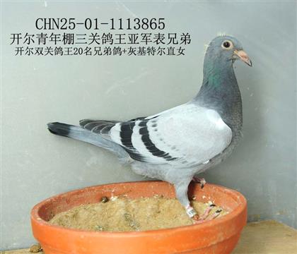 開爾三關鴿王亞軍表兄弟-15