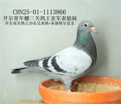 開爾三關鴿王亞軍表姐妹-16