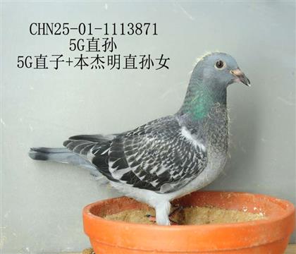 5G直孫-17