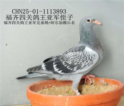 福齊四關鴿王亞軍侄子-19