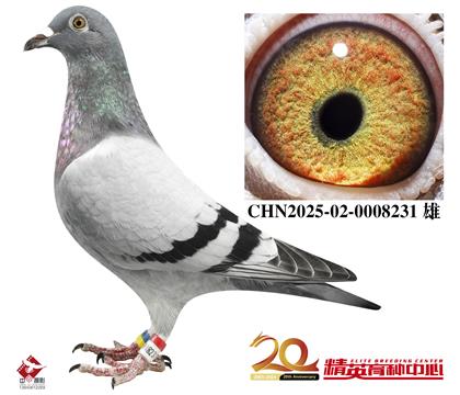 世界銘鴿”保時(shí)捷911“直孫