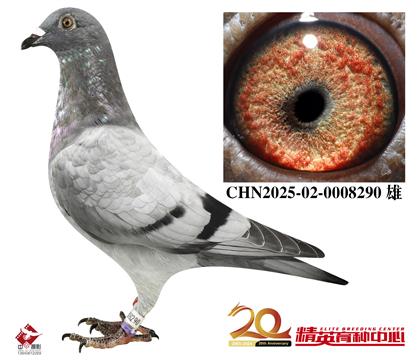 最佳基特爾家族高代近親回血