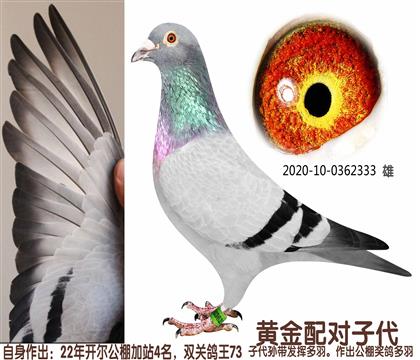 旭日鸽舍333