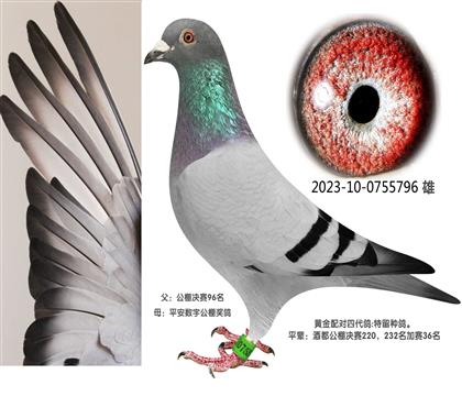 旭日鸽舍796