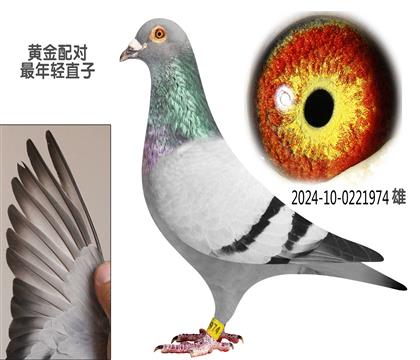 旭日974