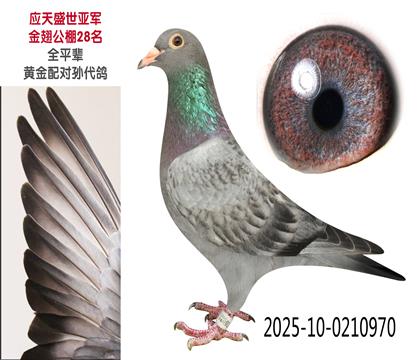 旭日970