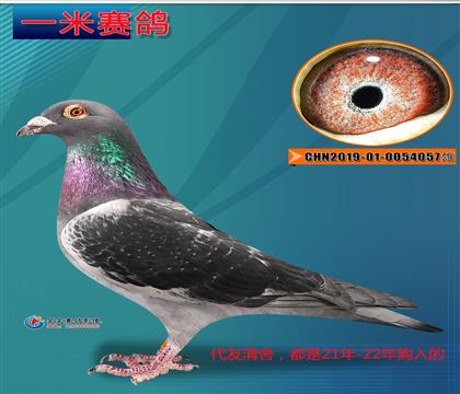 L(zhng)ǣRX¸׵057