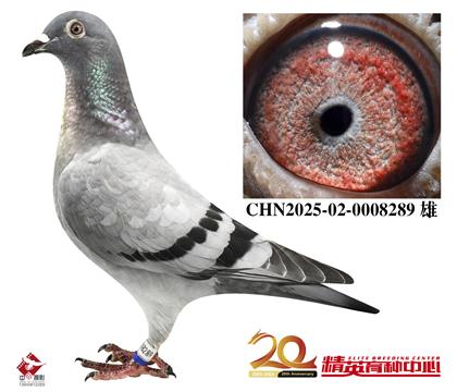 最佳基特爾家族高代近親