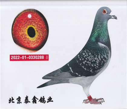 13.c(din)ᷲ