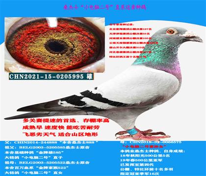 桑杰士“小電腦二號”直系種雄