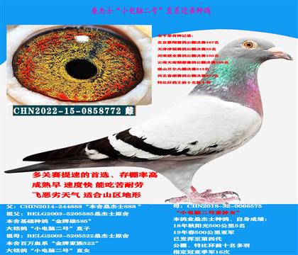 (多關(guān)賽首推)桑杰士“小電腦二號”直系
