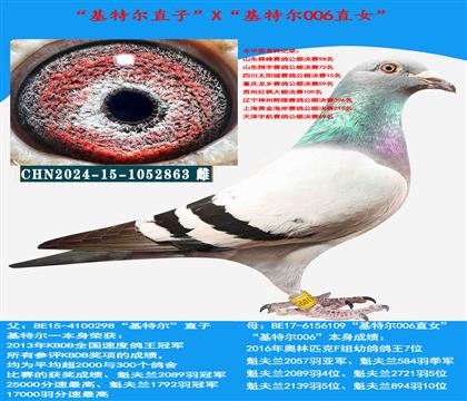 范登布克“基特爾”直子X“基特爾006”直女
