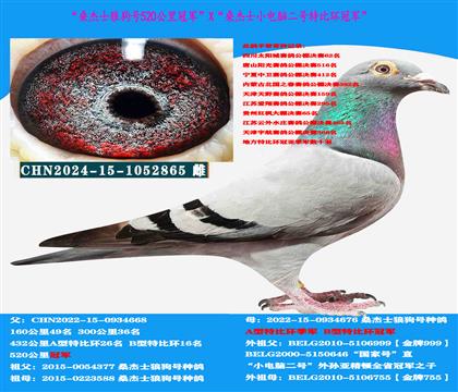 (山區(qū)地形 吃苦耐勞)桑杰士雙冠軍作出