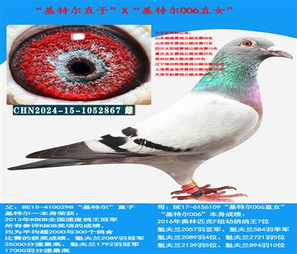 范登布克“基特爾”直子X“基特爾006”直女