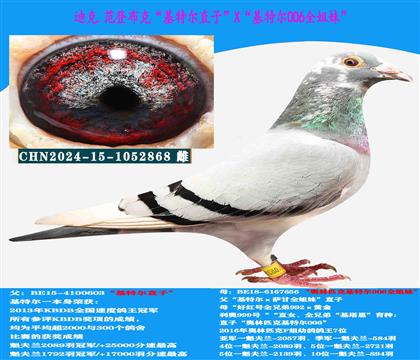 范登布克“基特爾”直子X“基特爾006”全姐妹
