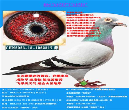 (山區(qū)地形 吃苦耐勞)桑杰士“灰王子”直子X“灰王子”直女