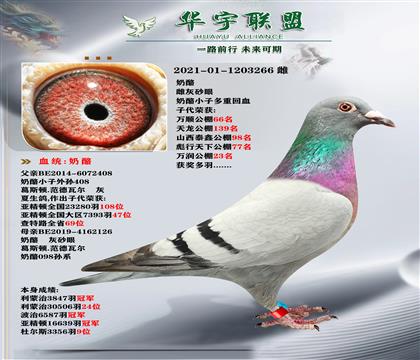 098X690 ˫ػѪ