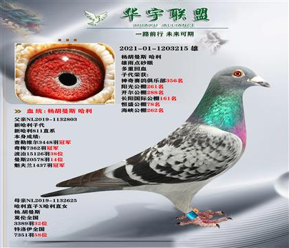 ǿѪ 