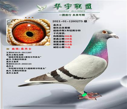 ɣʿ ػѪ