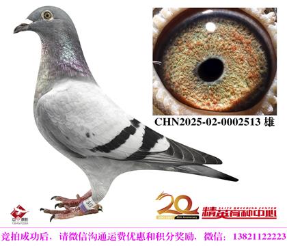 奶酪098超級(jí)直子配240直女