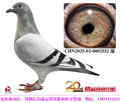 英格斯世界銘鴿“178”近親直孫