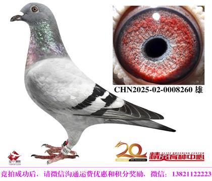 世界銘鴿“哈利”直子女互配