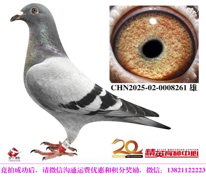 最佳基特爾家族全國鴿王直子