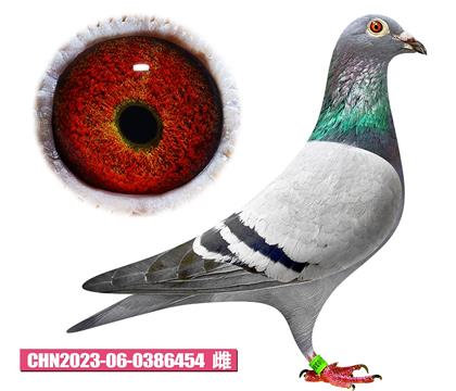 Tv-454