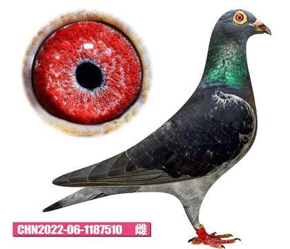 T-Ů510