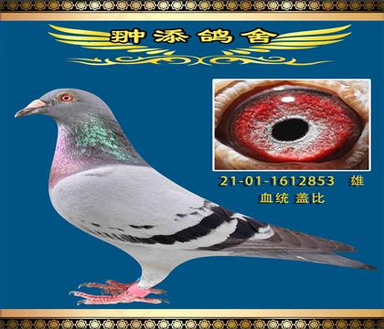 D(zhun)wλw853