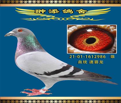 Fx 피(j)ٰ986