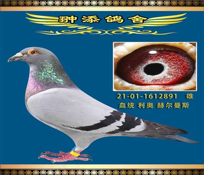 피(j)W891