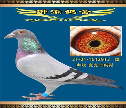 һy˸ʼ{˹913