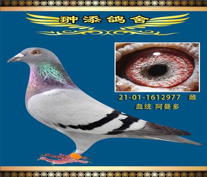 HѪ977