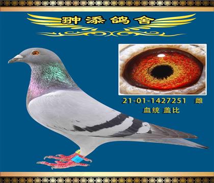 D(zhun)ww251