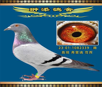 ׵Ϸ ֵٰ339