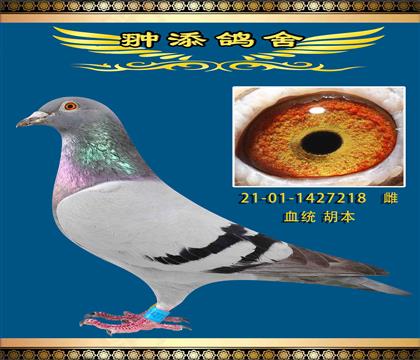피(j)218