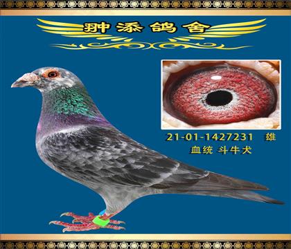 피(j)ţȮ231