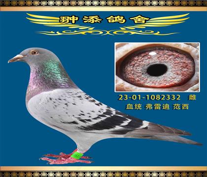 ׵Ϸֵ332