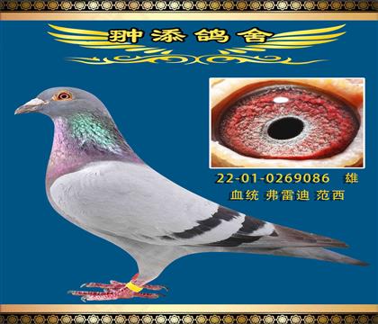 ׵Ϸֵٰ086