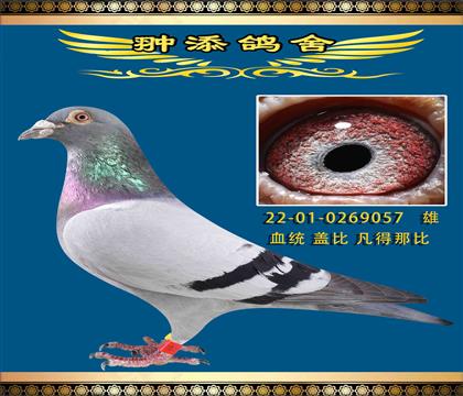 D(zhun)ww057