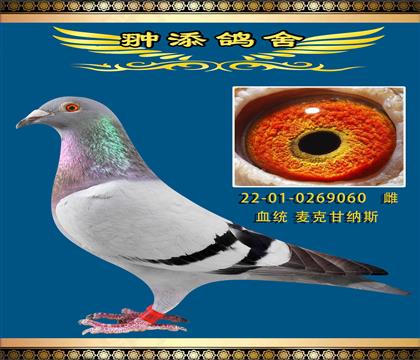 (gu)˸ʼ{˹060