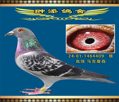 ٶȇ(gu)Rղɭ409