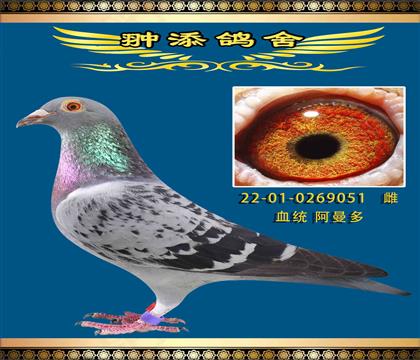 HѪ051