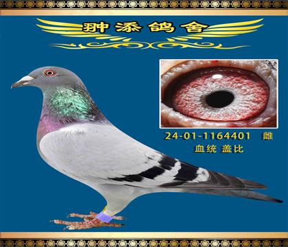 D(zhun)ww401