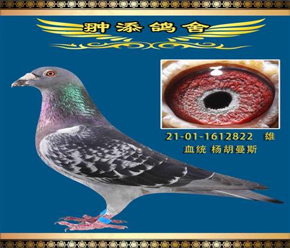 ˹¹ֱŮ822