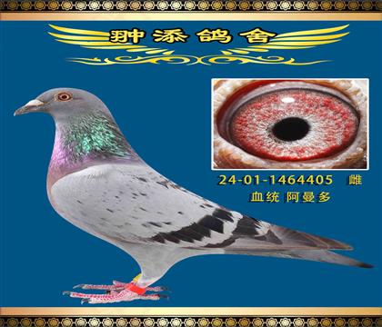 HѪ405