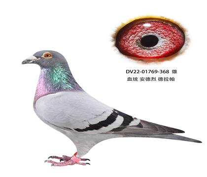 ҵ368