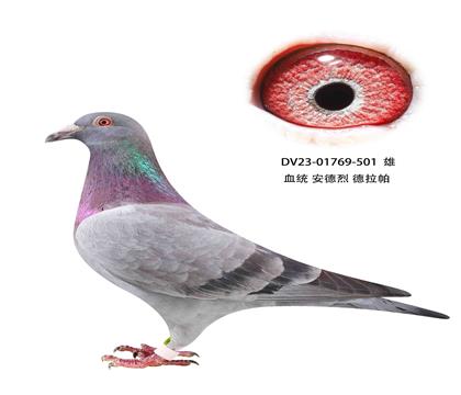 ҵ501